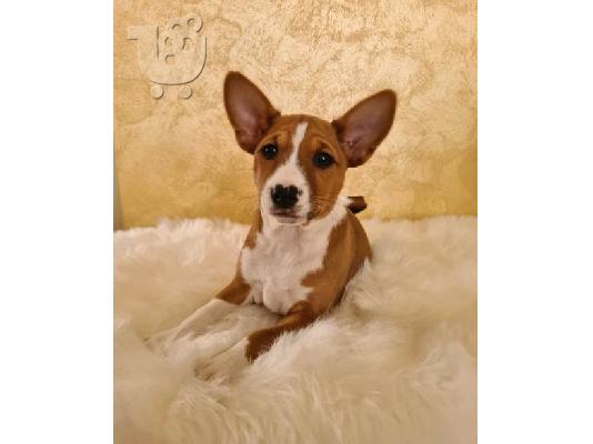 Basenji TOP κουτάβια